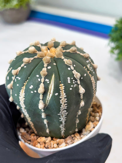 Astrophytum V-type Nudum (t10) (y3) | Imported From Japan/korea (Copy) (Copy)