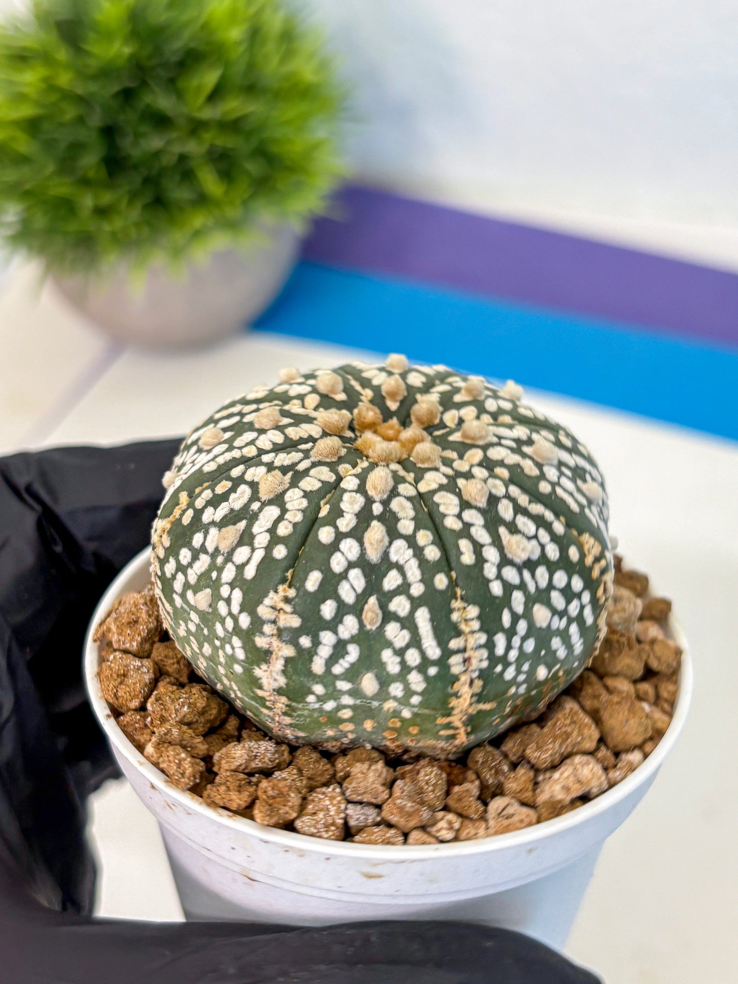 Astrophytum Super Kabuto (at1) (06) | Collection Plant | Rare Cactus