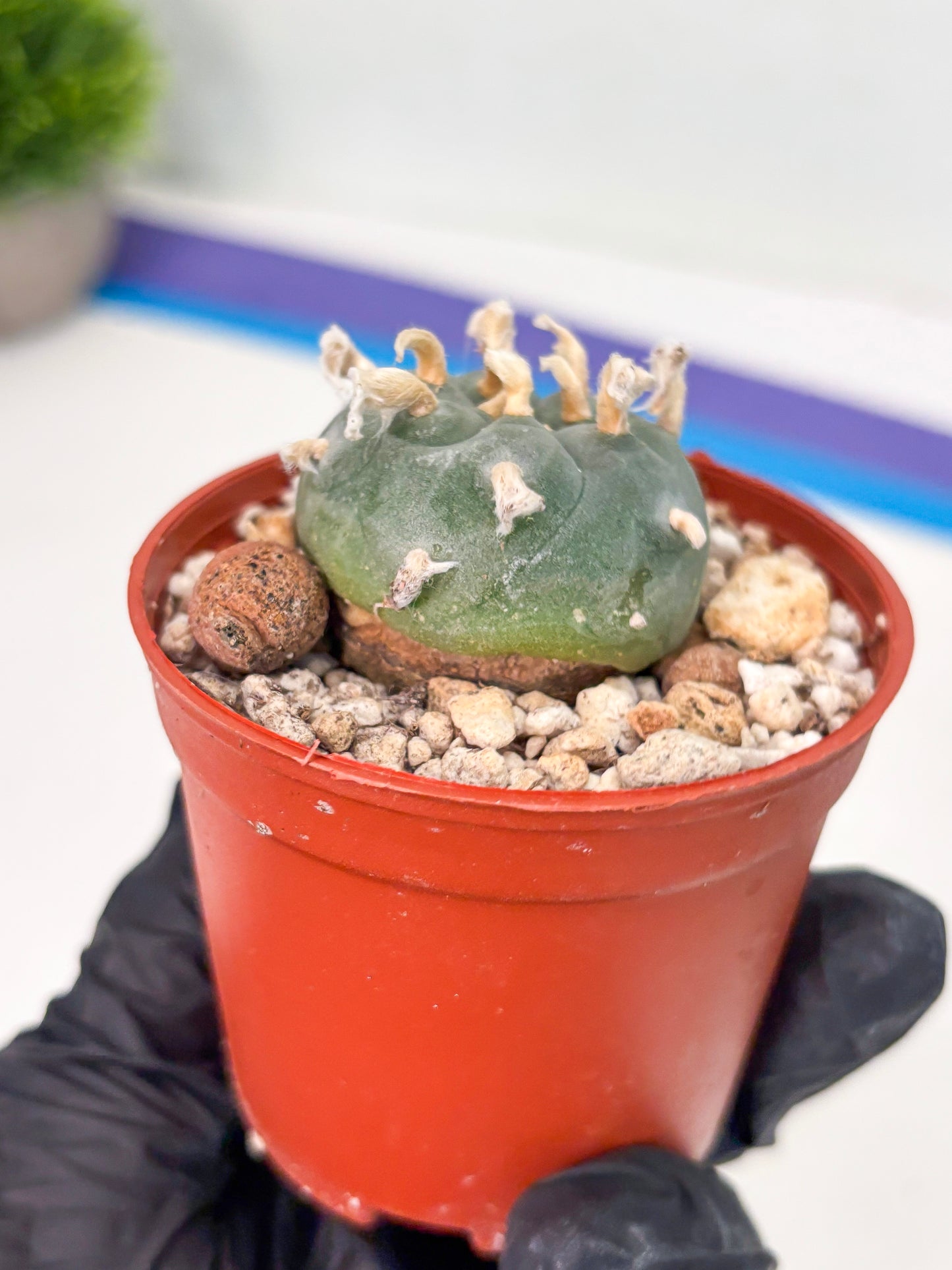 Spineless Cactus (Lo2) (r7) | For Advanced Growers