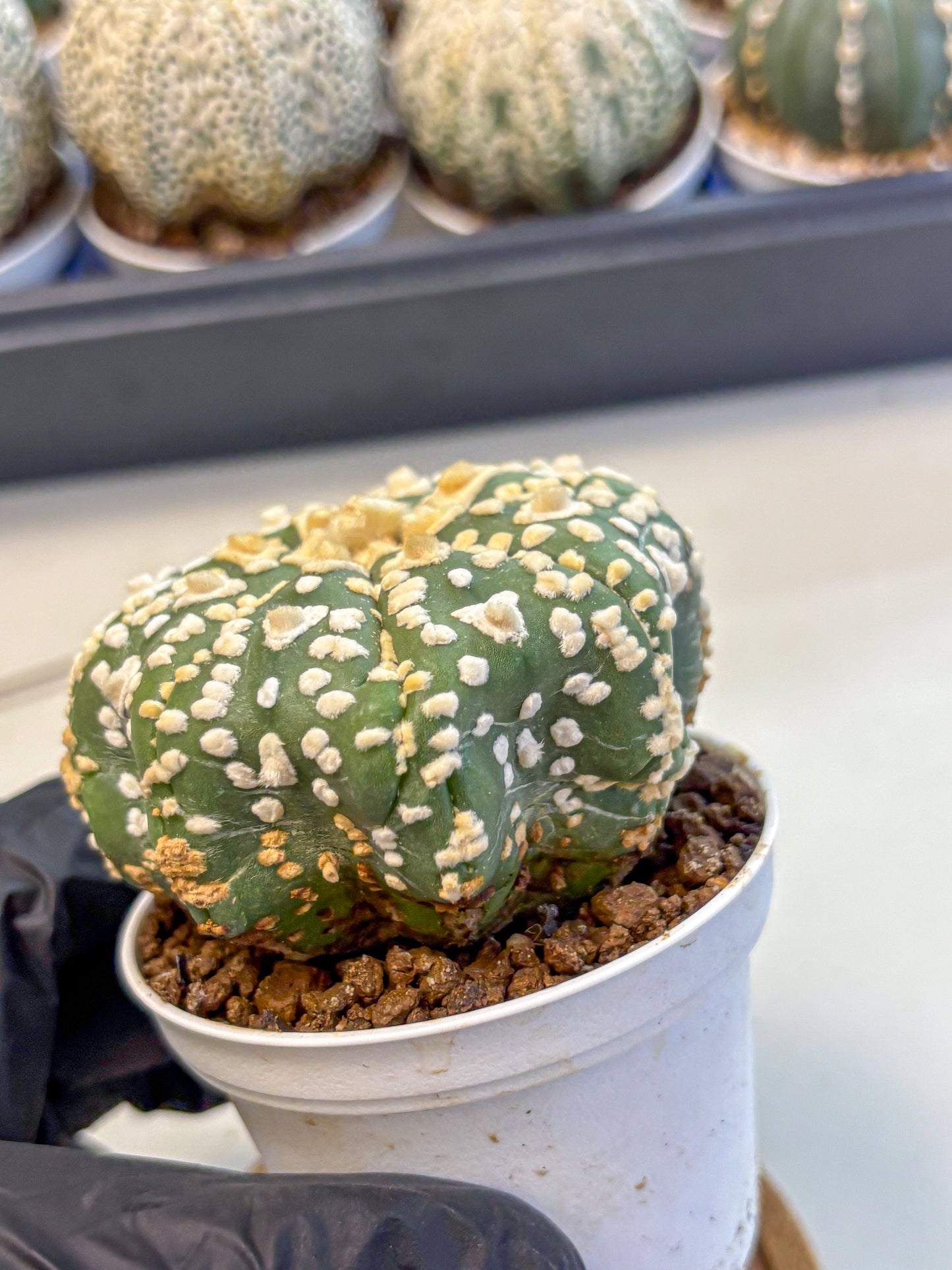 Astrophytum V Type (at4) (07) | Star Cactus