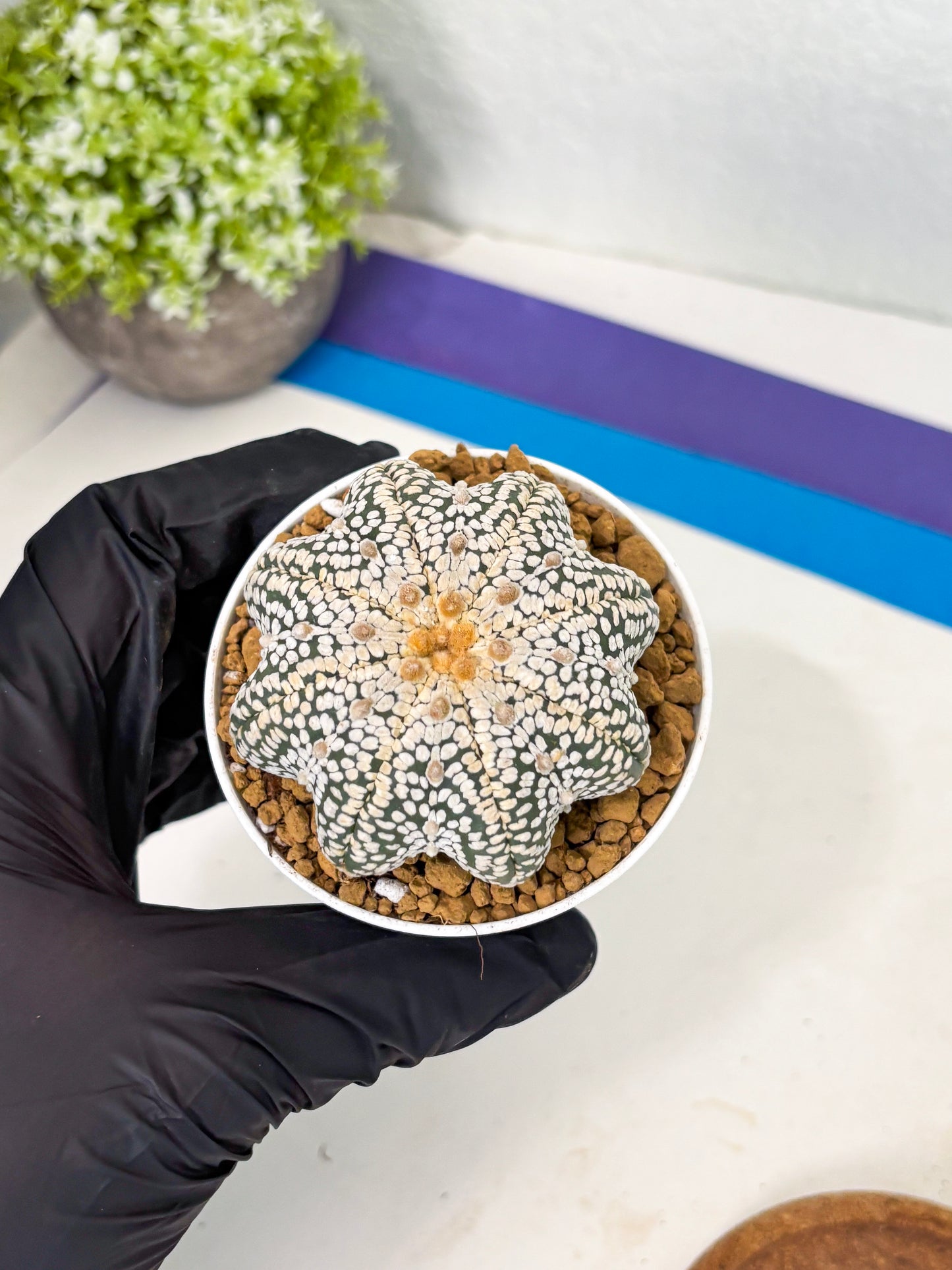 Astrophytum Star Shape (at2) (y4) | Rare Cactus