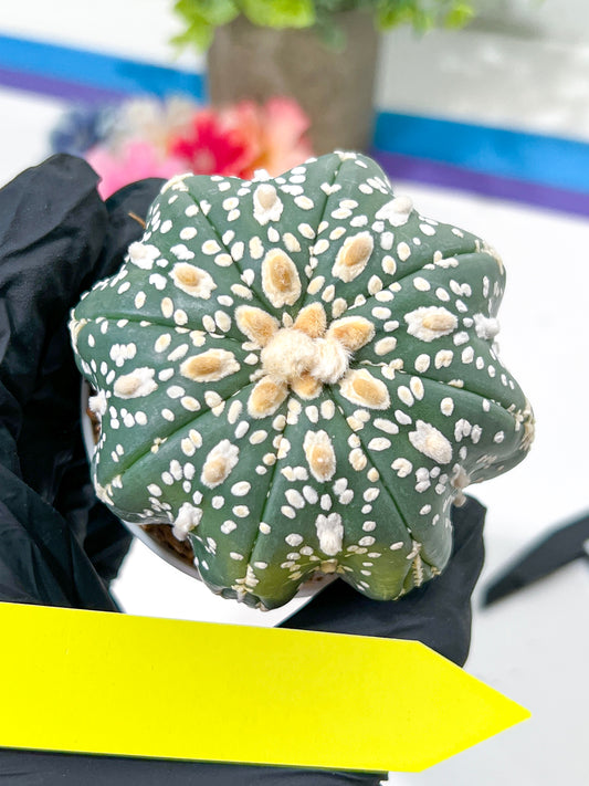 Astrophytum Super Kabuto (#T6A) | Nevada Botanical Shop | 3" Pot