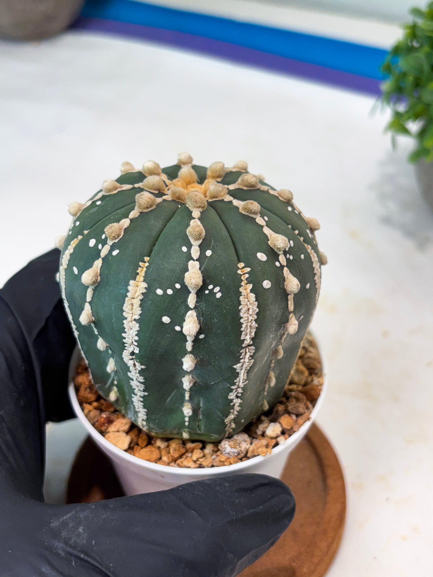 Astrophytum V-type Nudum (t10) (y3) | Imported From Japan/korea (Copy) (Copy)