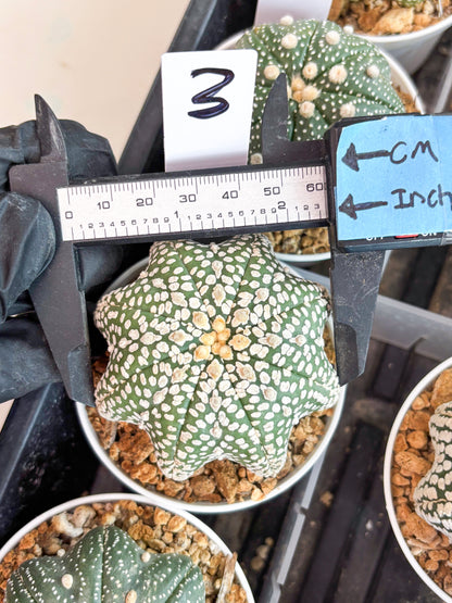 Astrophytum Super Kabuto Star Shape (t3) (p3) | 3" Pot