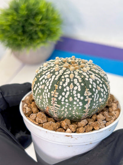 Astrophytum Super Kabuto (at1) (06) | Collection Plant | Rare Cactus