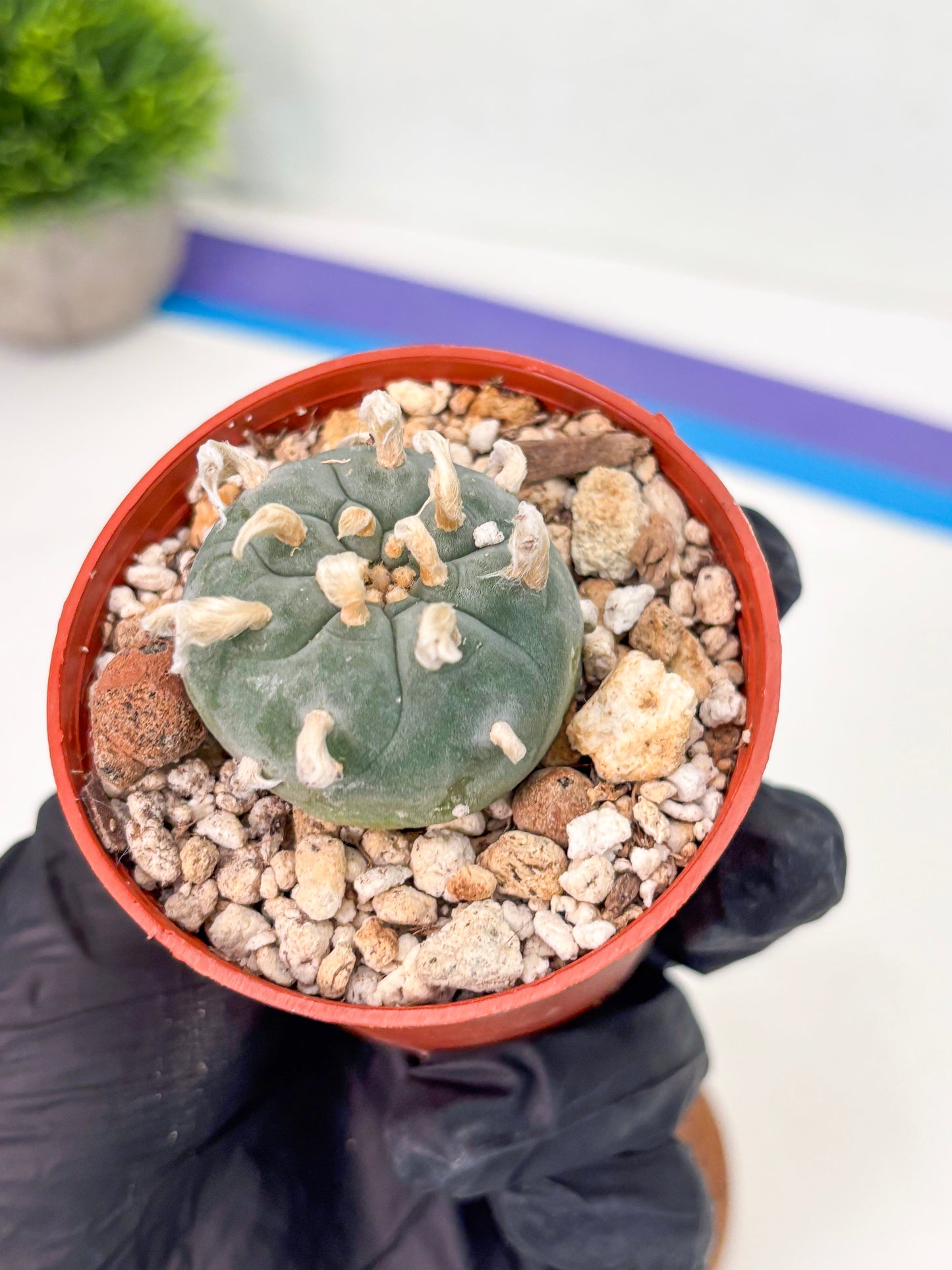 Spineless Cactus (Lo2) (r7) | For Advanced Growers