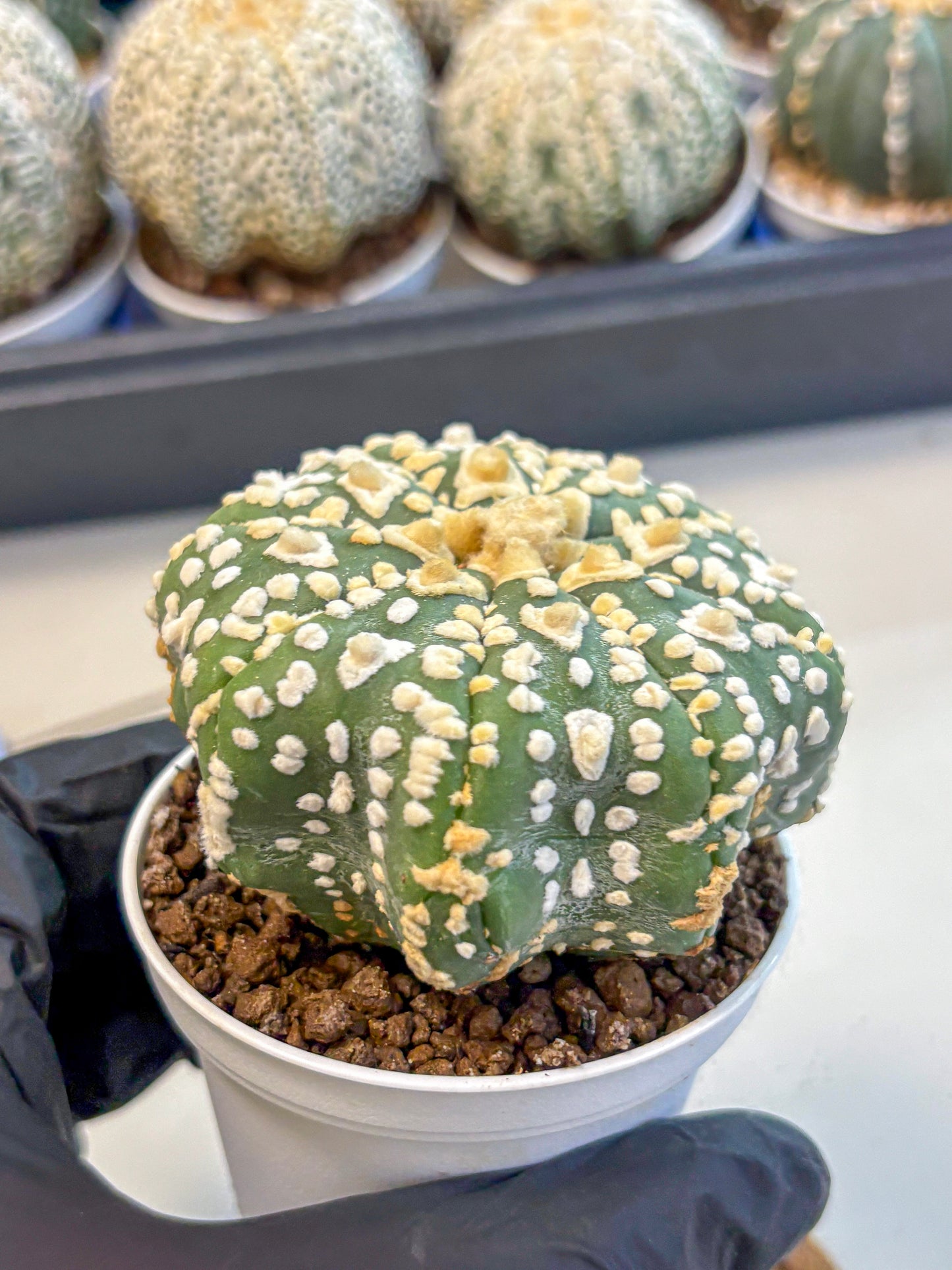 Astrophytum V Type (at4) (07) | Star Cactus