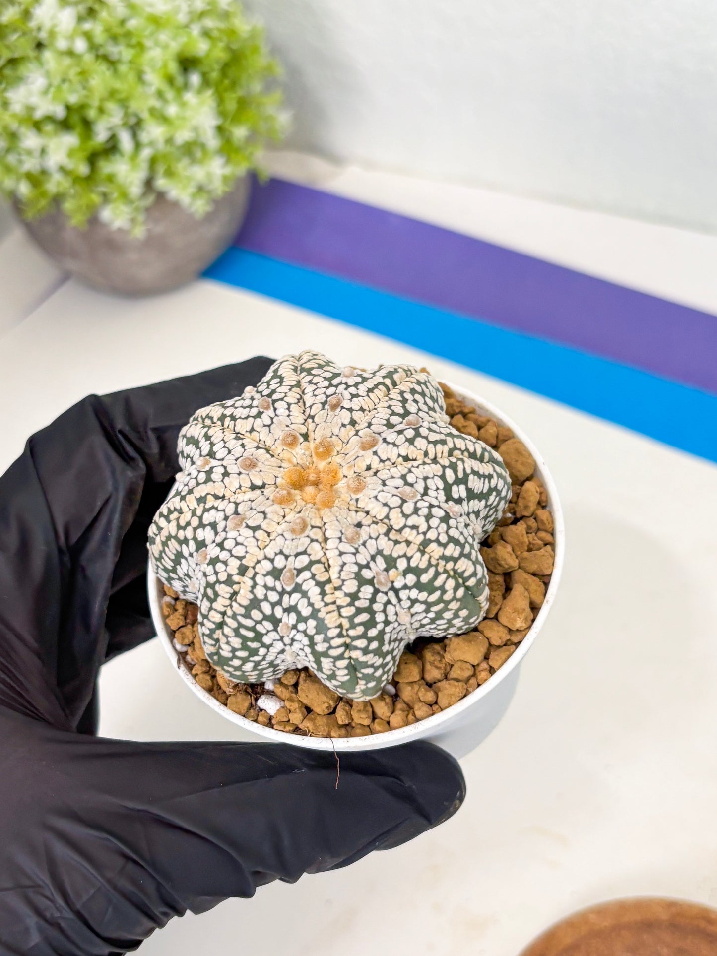 Astrophytum Star Shape (at2) (y4) | Rare Cactus