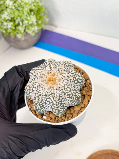 Astrophytum Star Shape (at2) (y4) | Rare Cactus