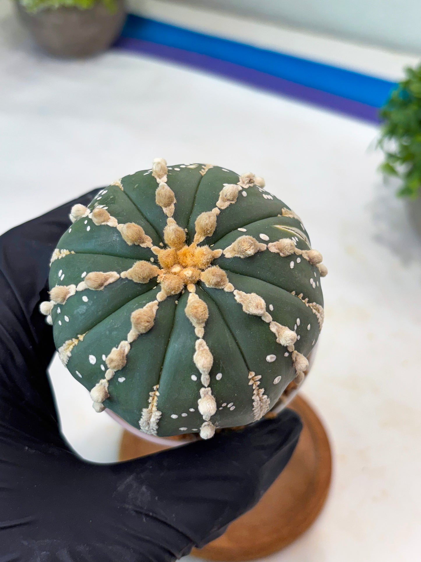 Astrophytum V-type Nudum (t10) (y3) | Imported From Japan/korea (Copy) (Copy)