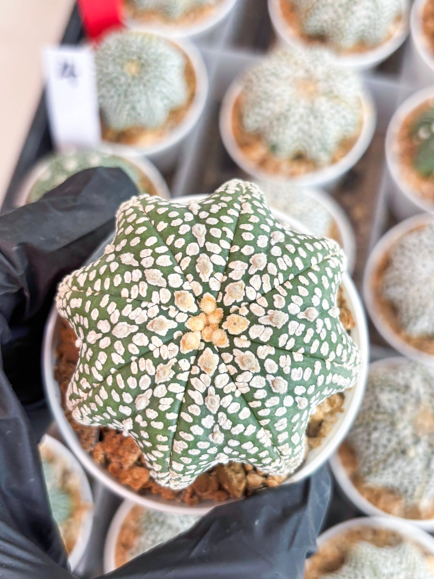 Astrophytum Super Kabuto Star Shape (t3) (p3) | 3" Pot