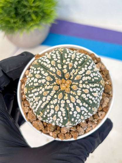 Astrophytum Super Kabuto (at1) (06) | Collection Plant | Rare Cactus