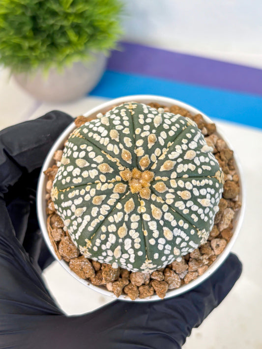Astrophytum Super Kabuto (at1) (06) | Collection Plant | Rare Cactus