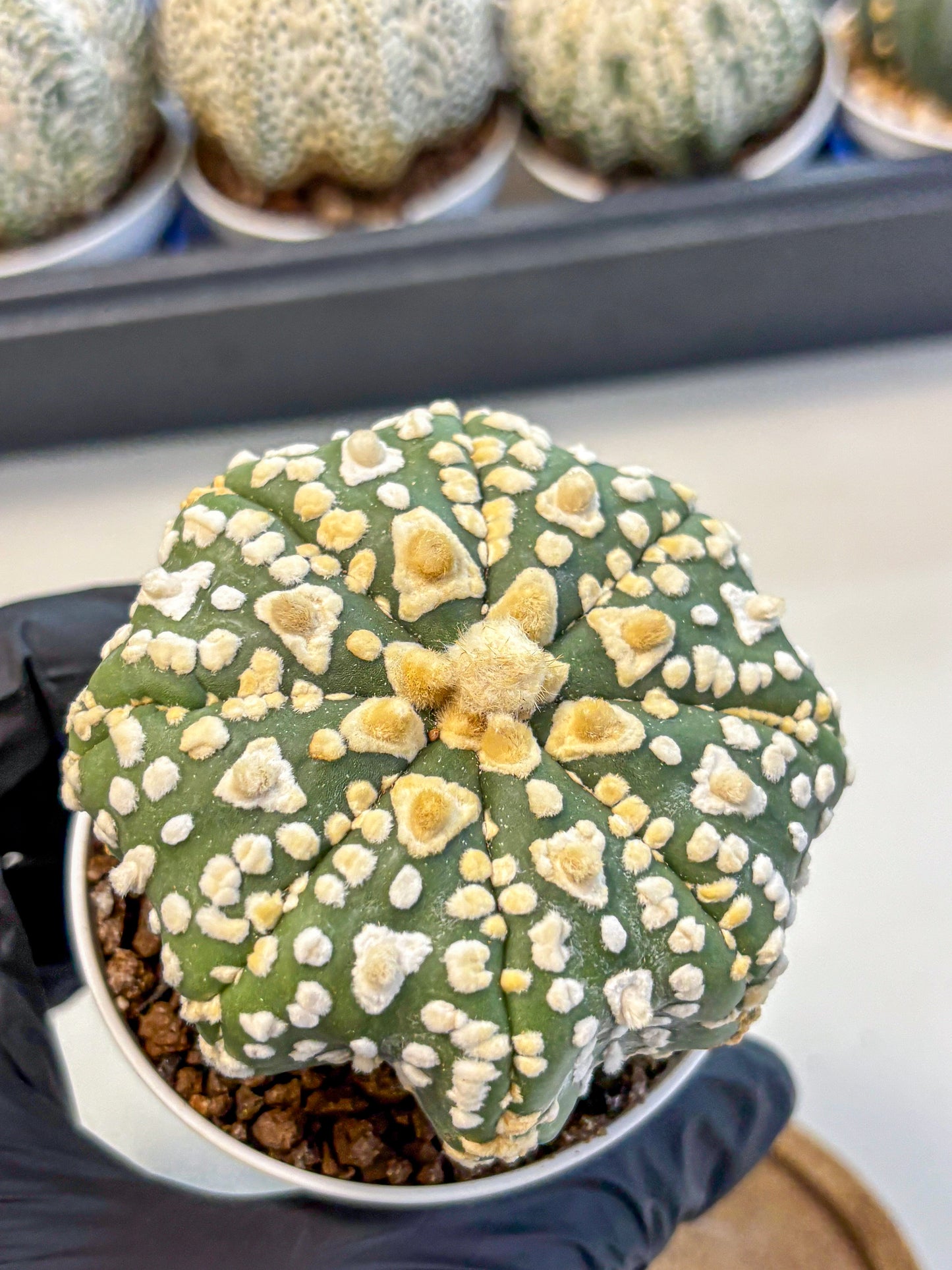 Astrophytum V Type (at4) (07) | Star Cactus