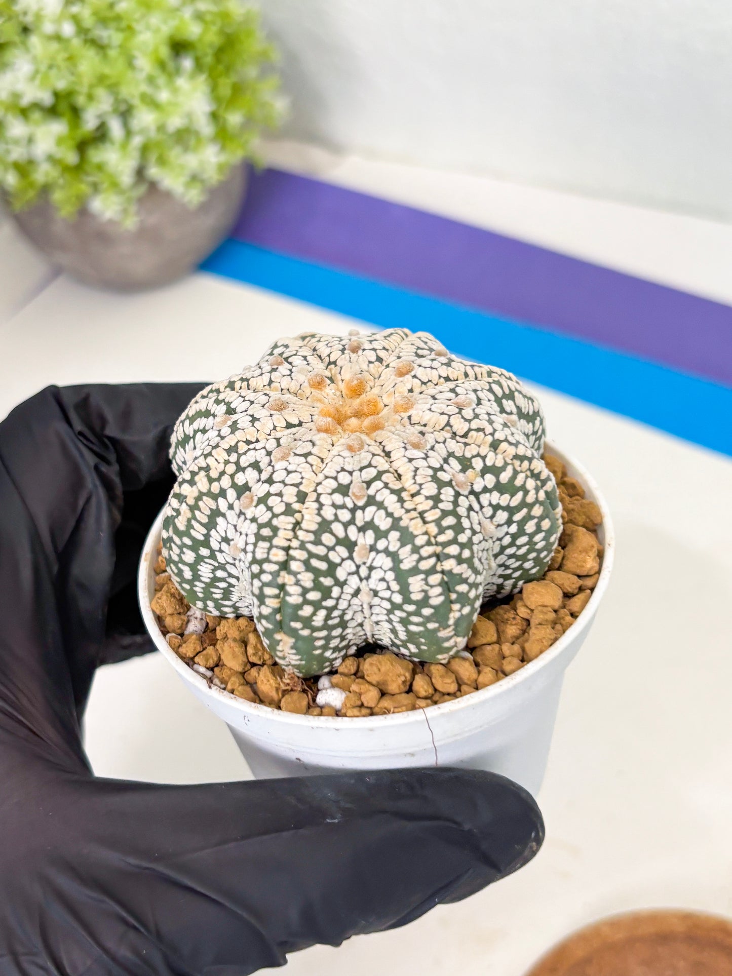 Astrophytum Star Shape (at2) (y4) | Rare Cactus