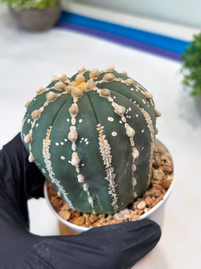 Astrophytum V-type Nudum (t10) (y3) | Imported From Japan/korea (Copy) (Copy)