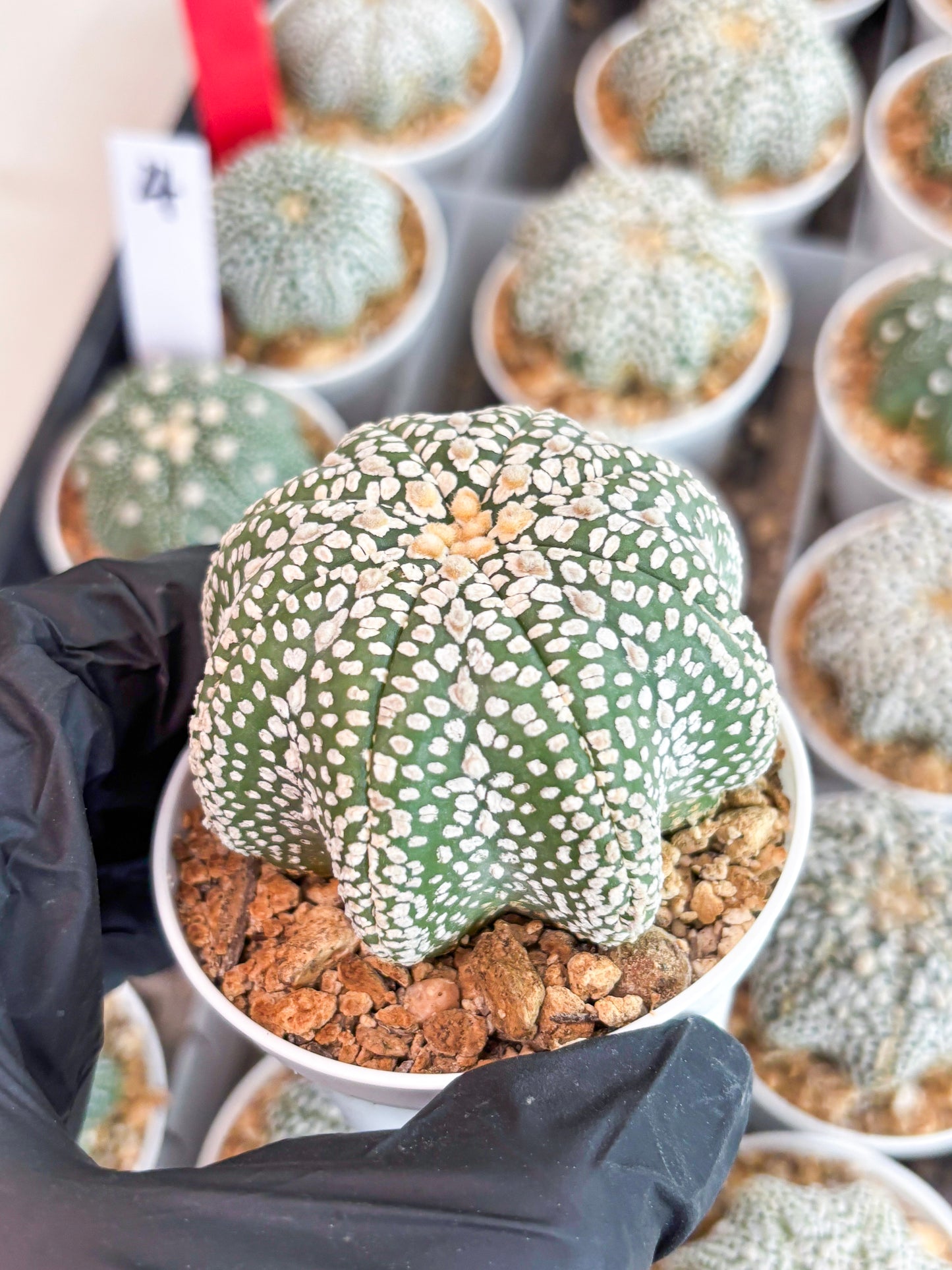 Astrophytum Super Kabuto Star Shape (t3) (p3) | 3" Pot