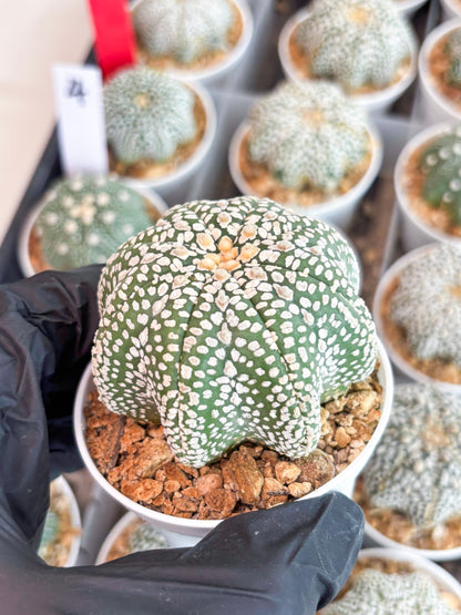 Astrophytum Super Kabuto Star Shape (t3) (p3) | 3" Pot