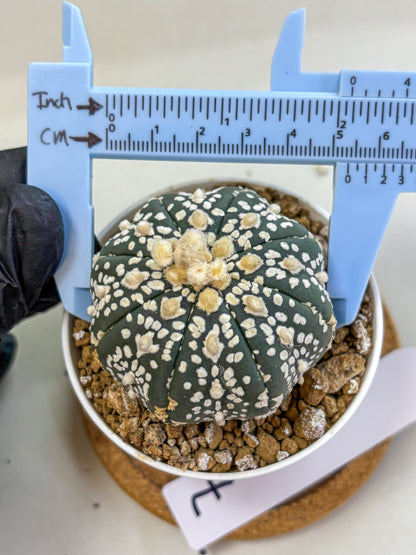 Astrophytum Super Kabuto (at1) (07) | Collection Plant | Rare Cactus
