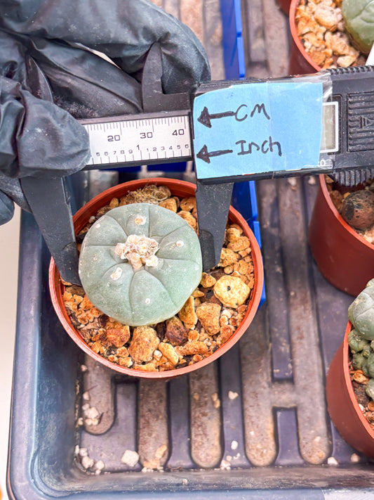 Spineless Cactus (Lo2) (o1) | For Advanced Growers