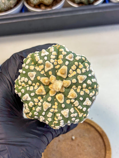 Astrophytum V Type (at4) (07) | Star Cactus