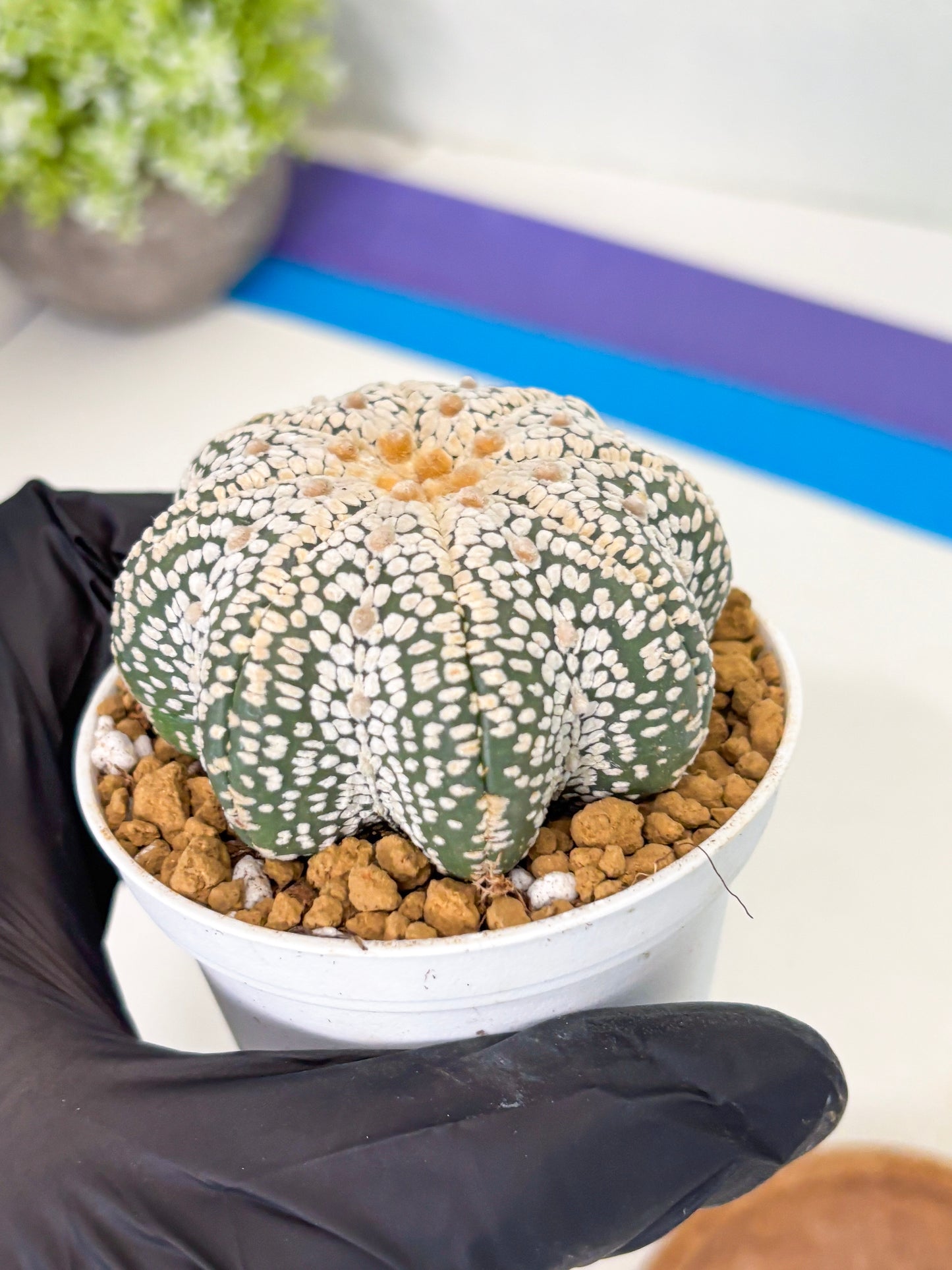 Astrophytum Star Shape (at2) (y4) | Rare Cactus