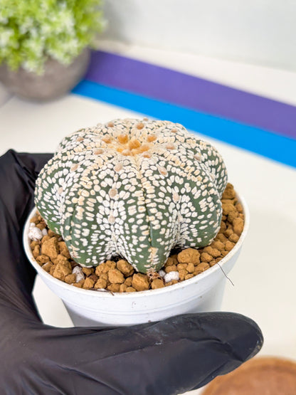 Astrophytum Star Shape (at2) (y4) | Rare Cactus