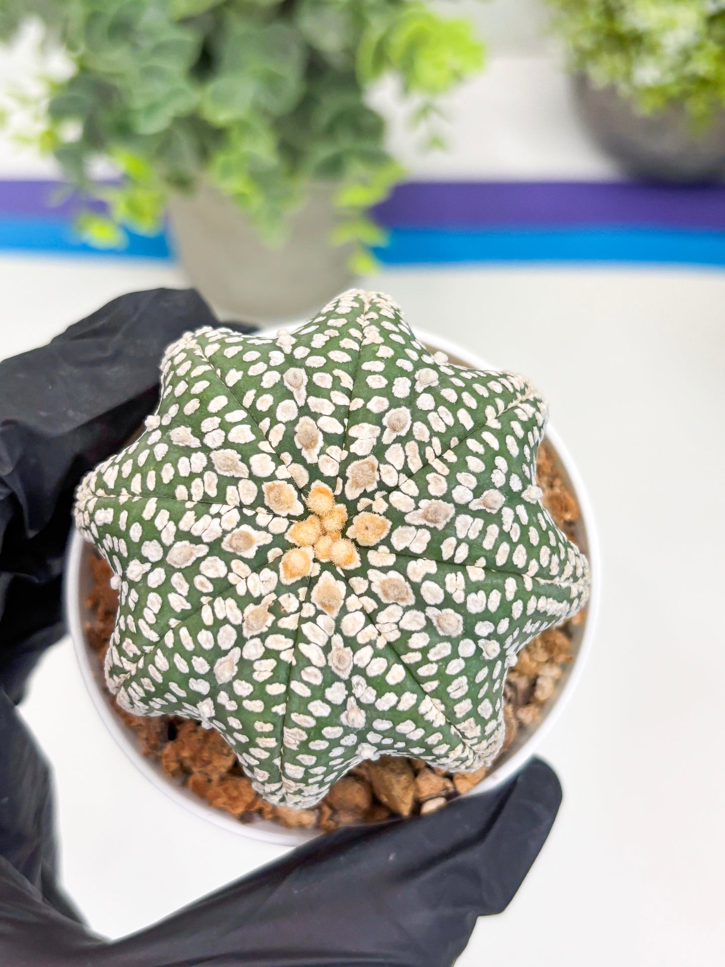 Astrophytum Super Kabuto Star Shape (t3) (p3) | 3" Pot