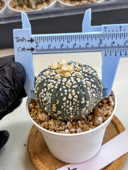 Astrophytum Super Kabuto (at1) (07) | Collection Plant | Rare Cactus