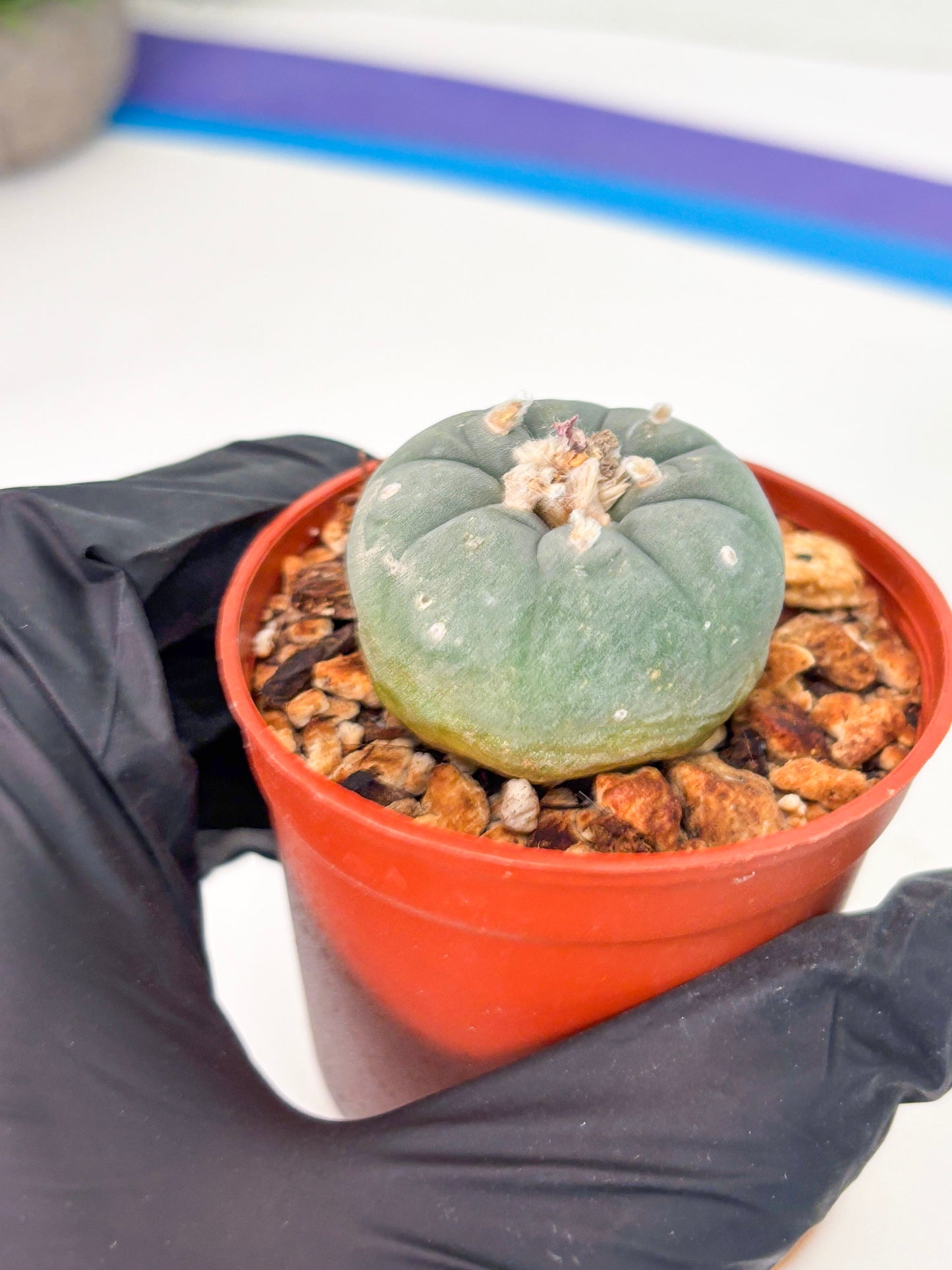 Spineless Cactus (Lo2) (o1) | For Advanced Growers