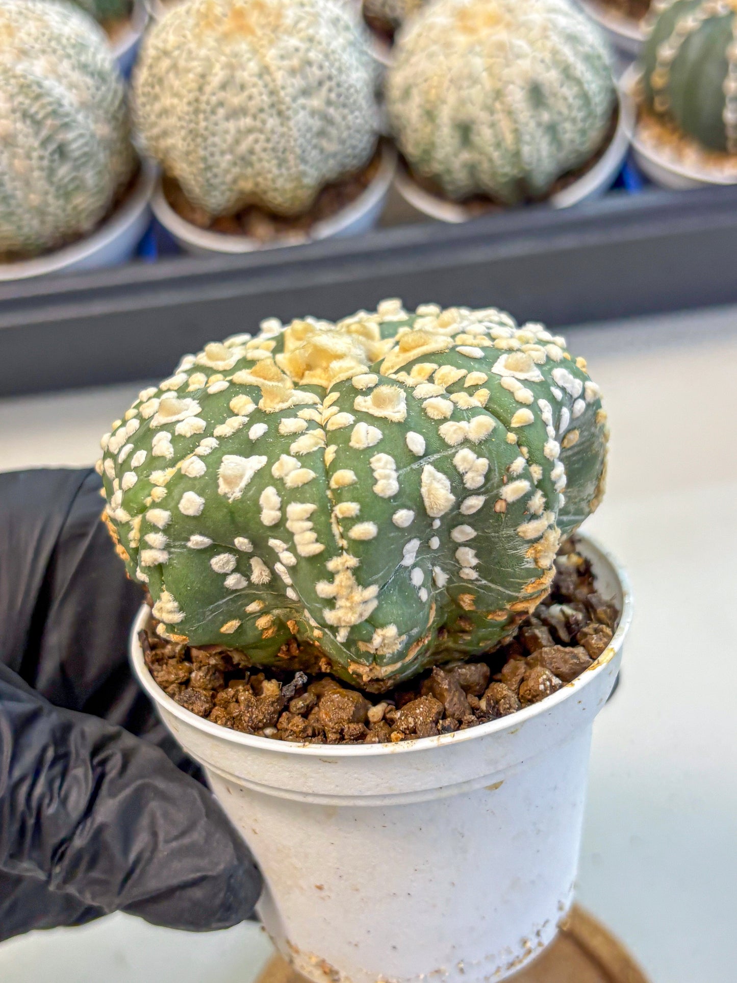 Astrophytum V Type (at4) (07) | Star Cactus