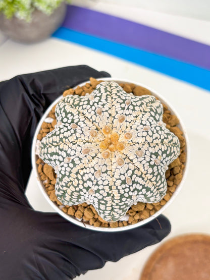 Astrophytum Star Shape (at2) (y4) | Rare Cactus