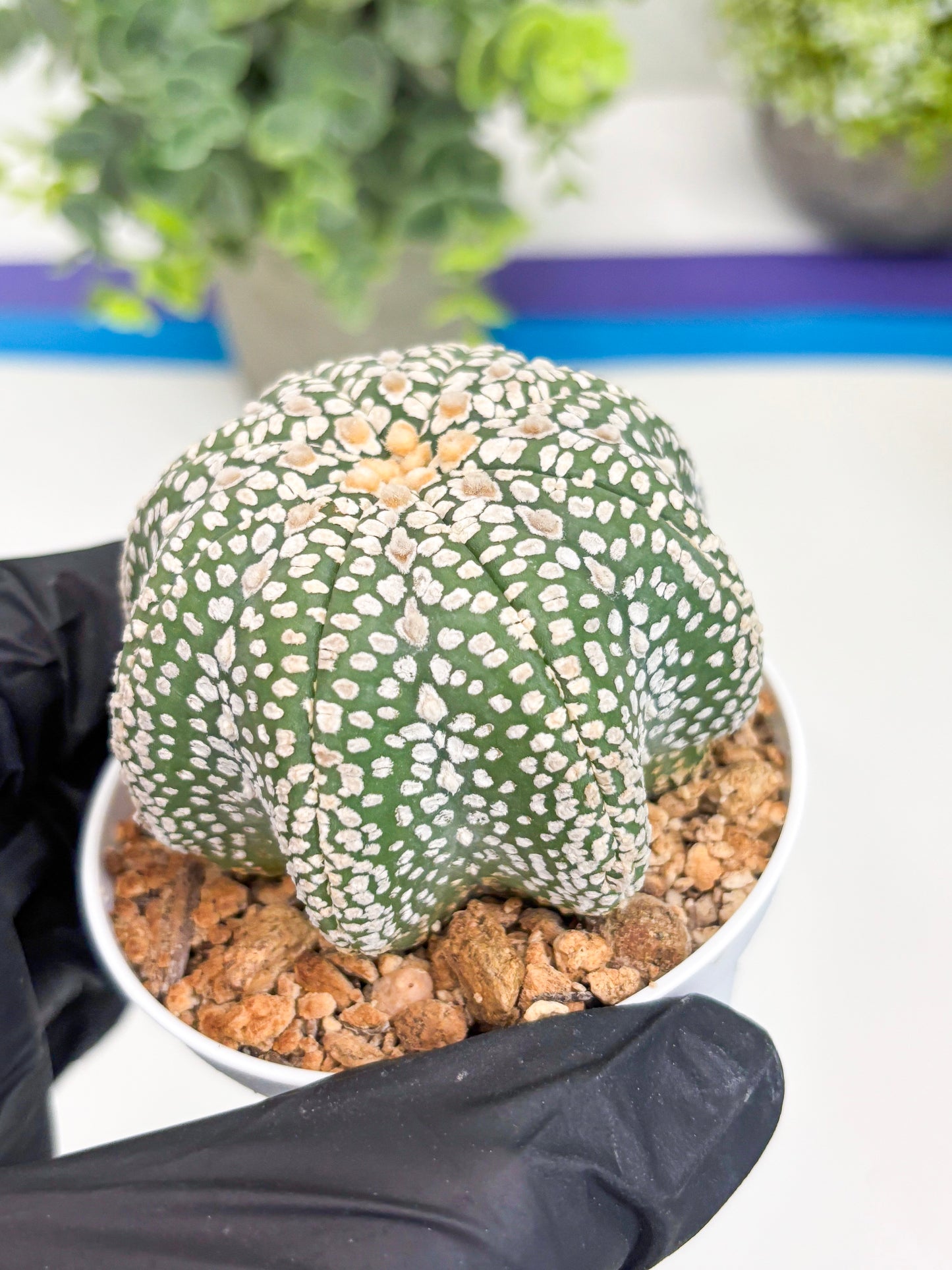 Astrophytum Super Kabuto Star Shape (t3) (p3) | 3" Pot
