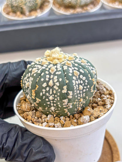 Astrophytum Super Kabuto (at1) (07) | Collection Plant | Rare Cactus