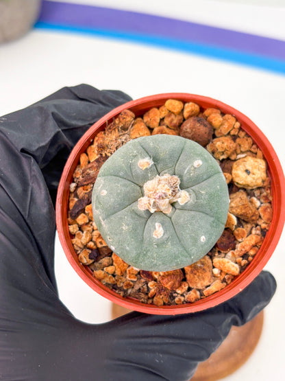 Spineless Cactus (Lo2) (o1) | For Advanced Growers