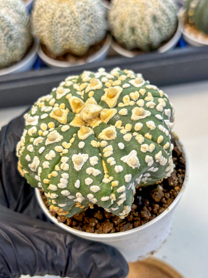 Astrophytum V Type (at4) (07) | Star Cactus