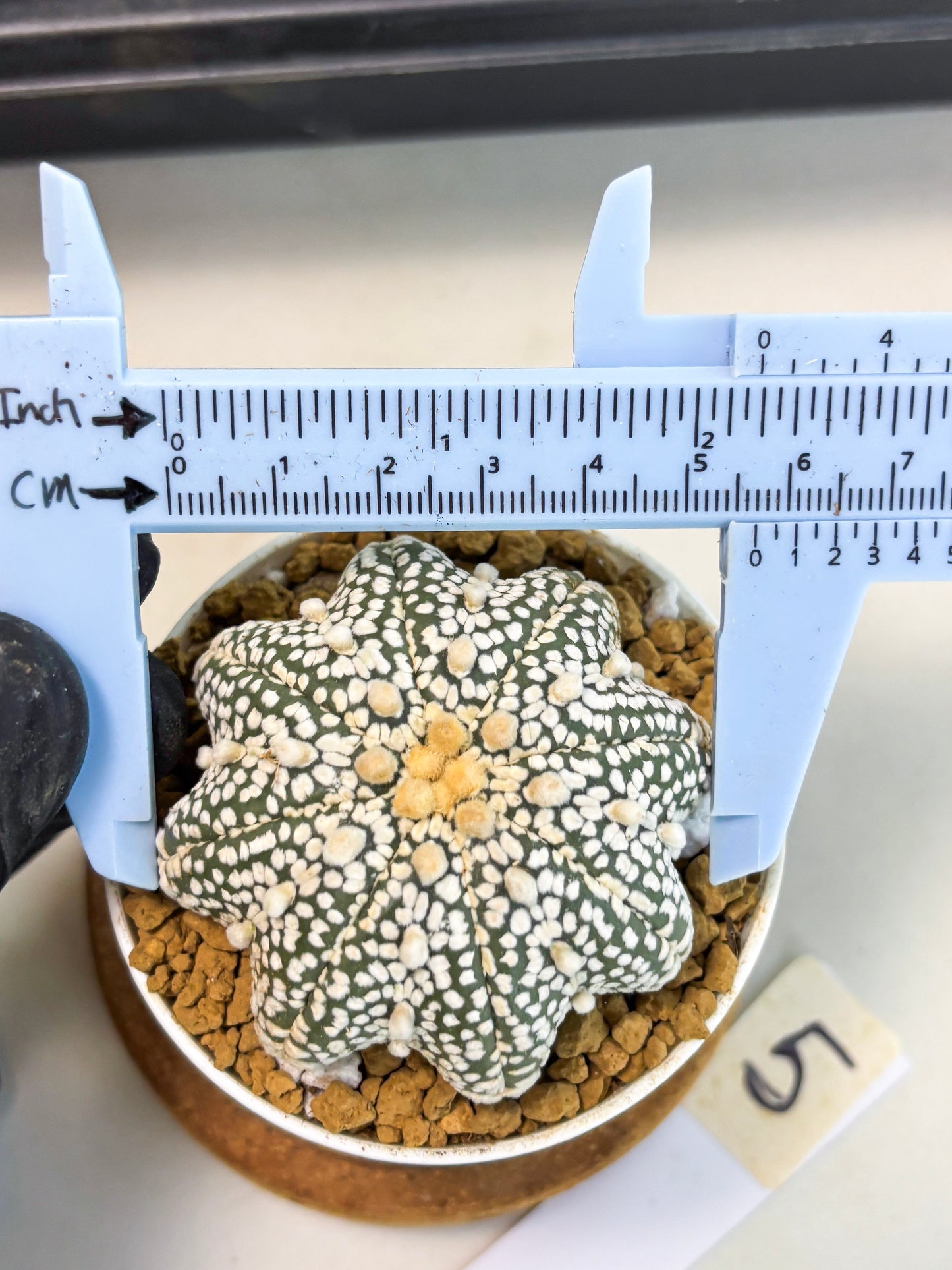 Astrophytum Star Shape (at2) (y5) | Rare Cactus