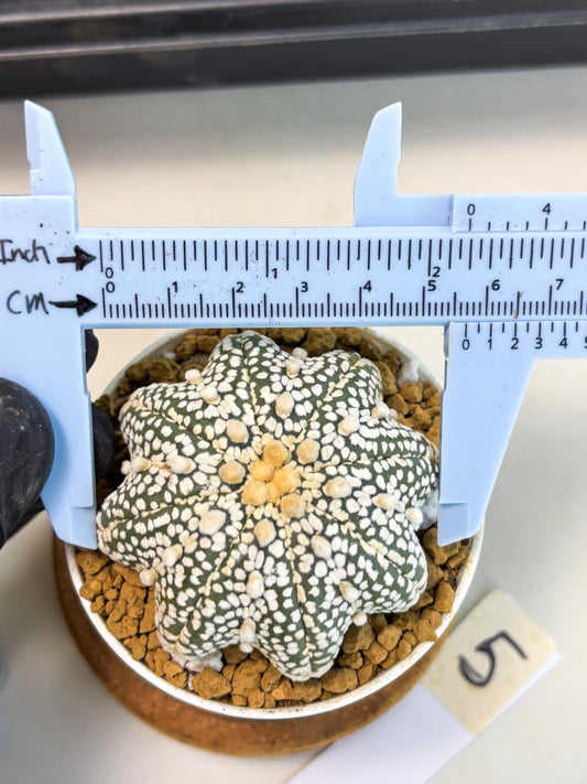 Astrophytum Star Shape (at2) (y5) | Rare Cactus