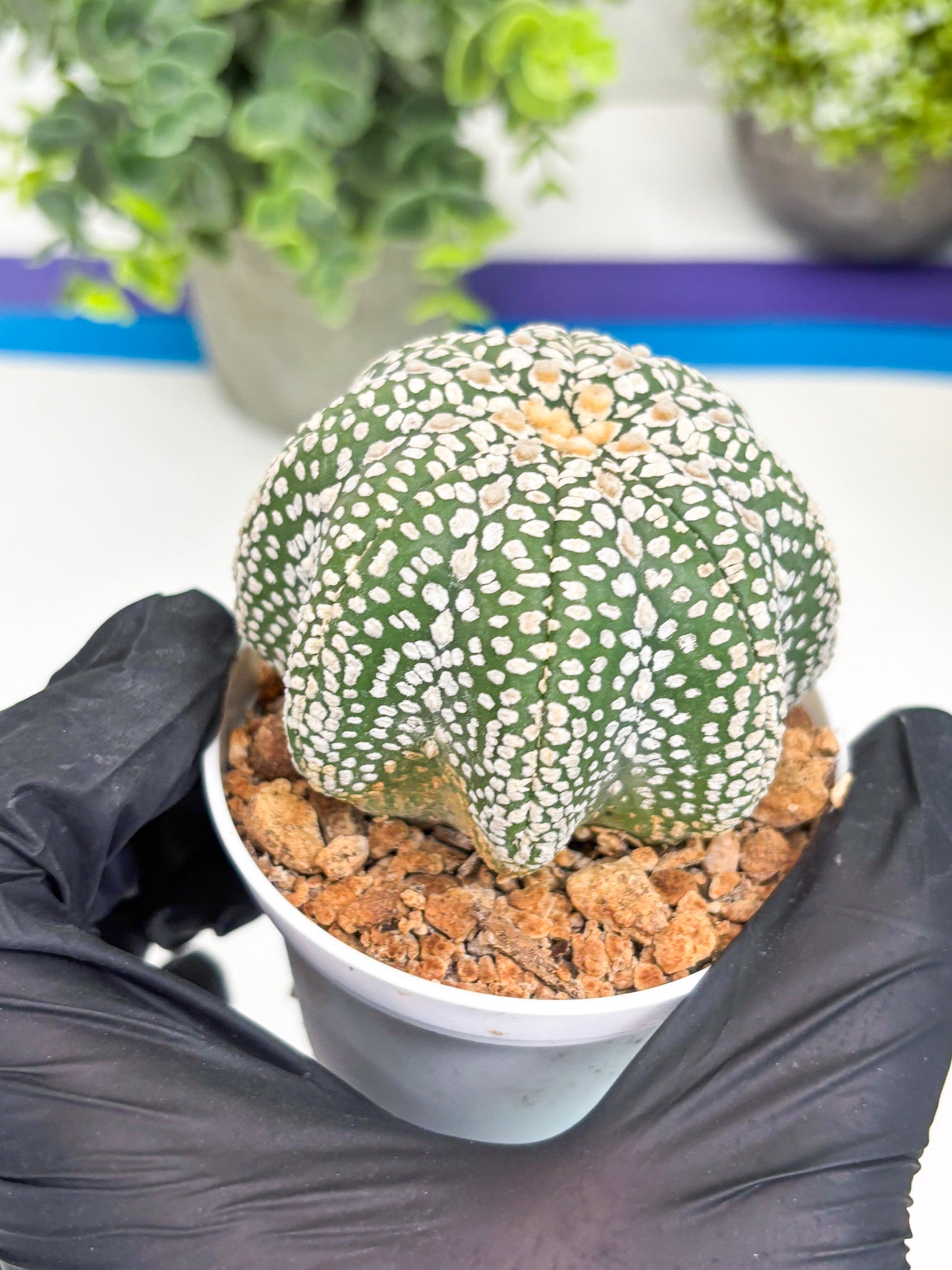 Astrophytum Super Kabuto Star Shape (t3) (p3) | 3" Pot
