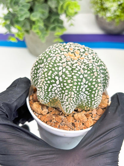 Astrophytum Super Kabuto Star Shape (t3) (p3) | 3" Pot