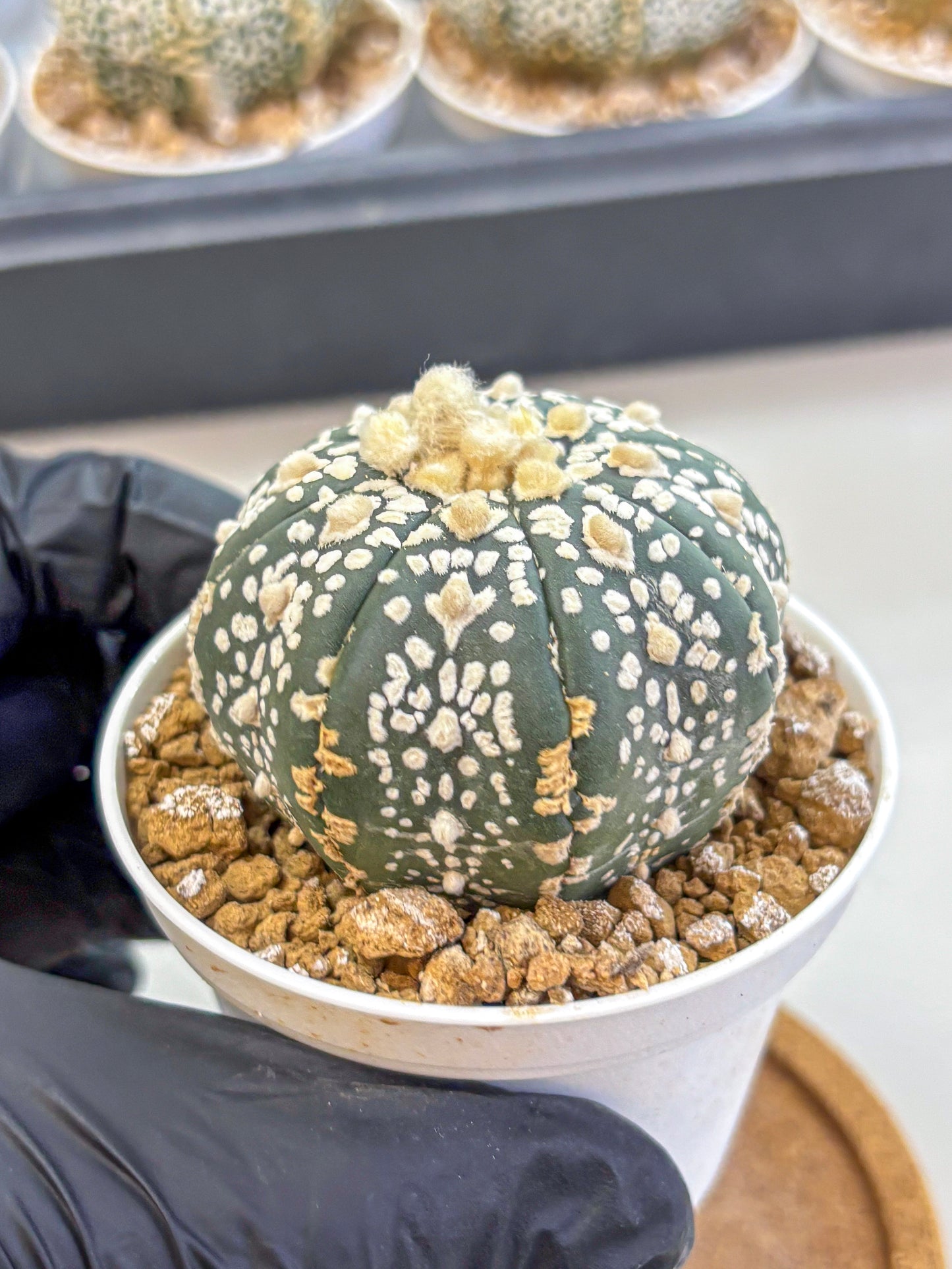 Astrophytum Super Kabuto (at1) (07) | Collection Plant | Rare Cactus