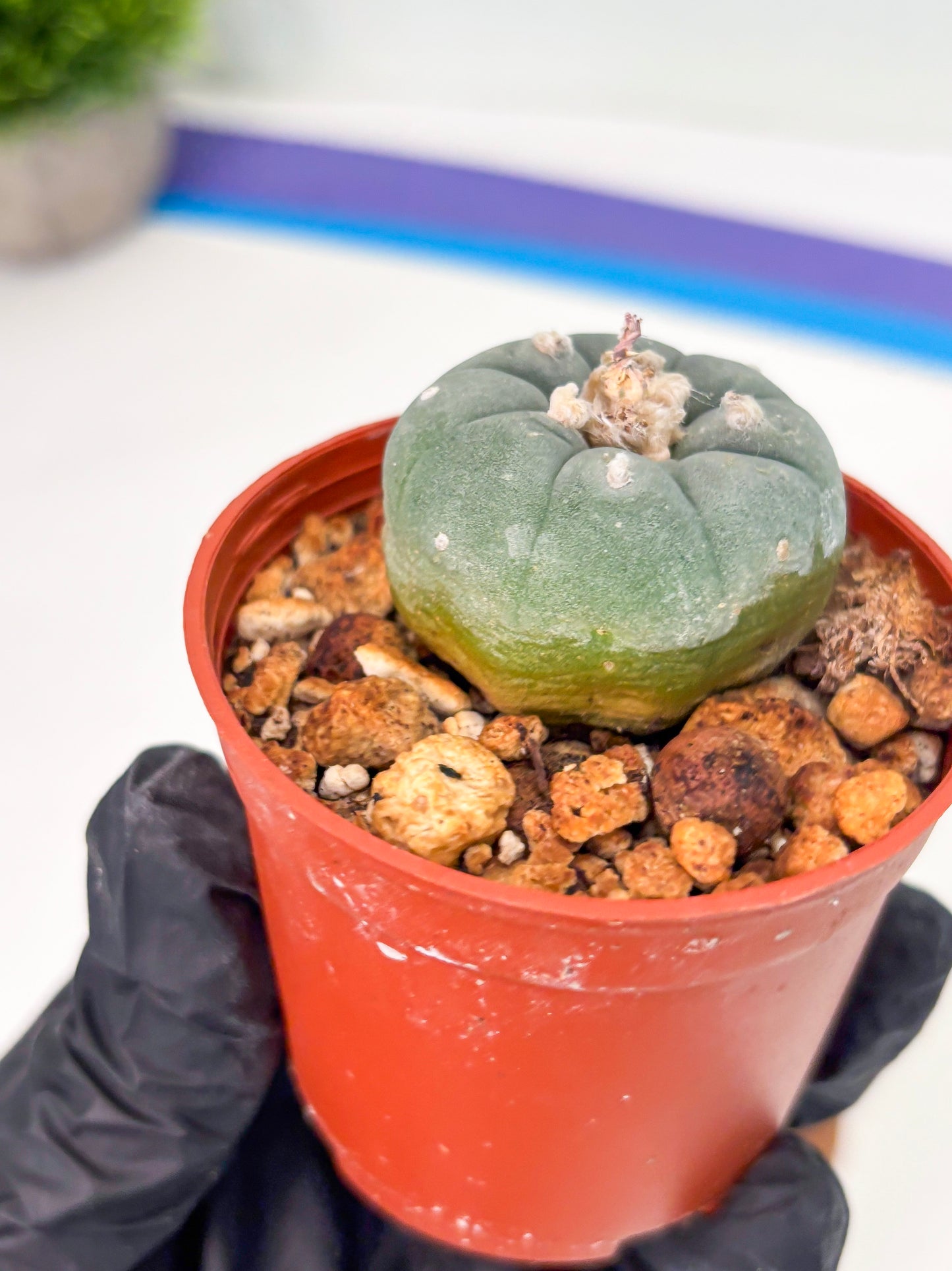 Spineless Cactus (Lo2) (o1) | For Advanced Growers