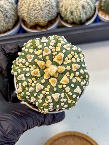 Astrophytum V Type (at4) (07) | Star Cactus