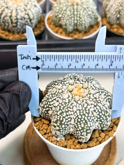Astrophytum Star Shape (at2) (y5) | Rare Cactus