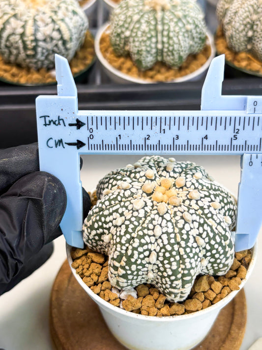 Astrophytum Star Shape (at2) (y5) | Rare Cactus