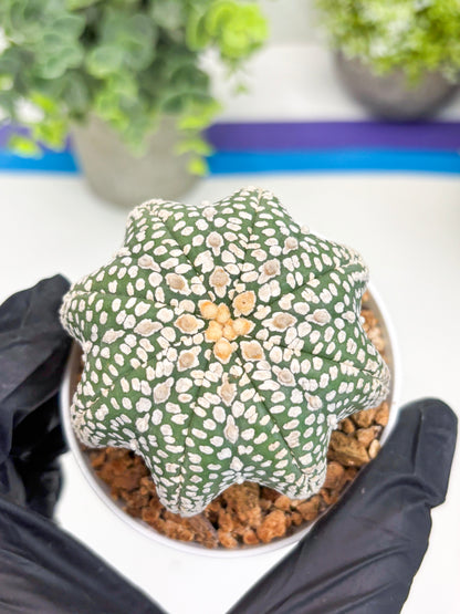 Astrophytum Super Kabuto Star Shape (t3) (p3) | 3" Pot