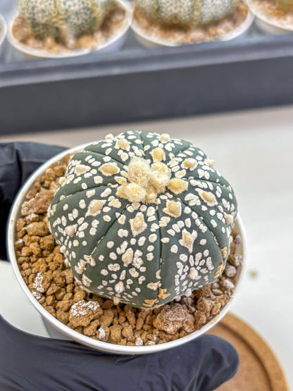 Astrophytum Super Kabuto (at1) (07) | Collection Plant | Rare Cactus