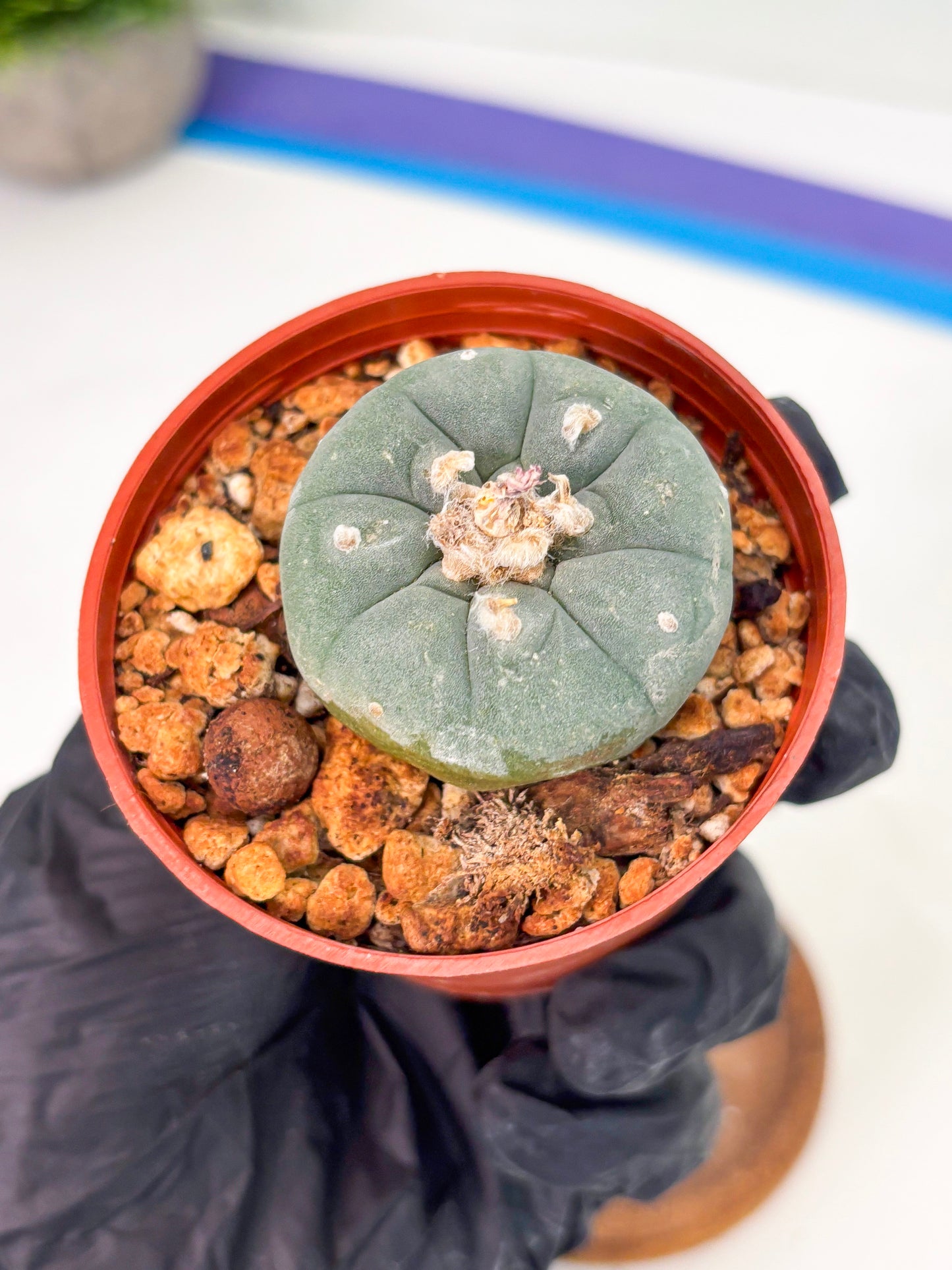 Spineless Cactus (Lo2) (o1) | For Advanced Growers