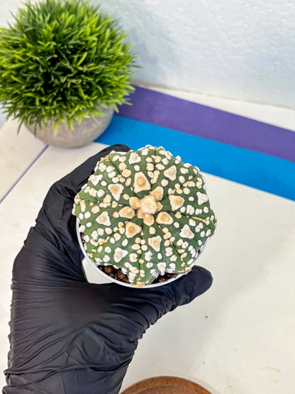 Astrophytum V Type (at4) (07) | Star Cactus