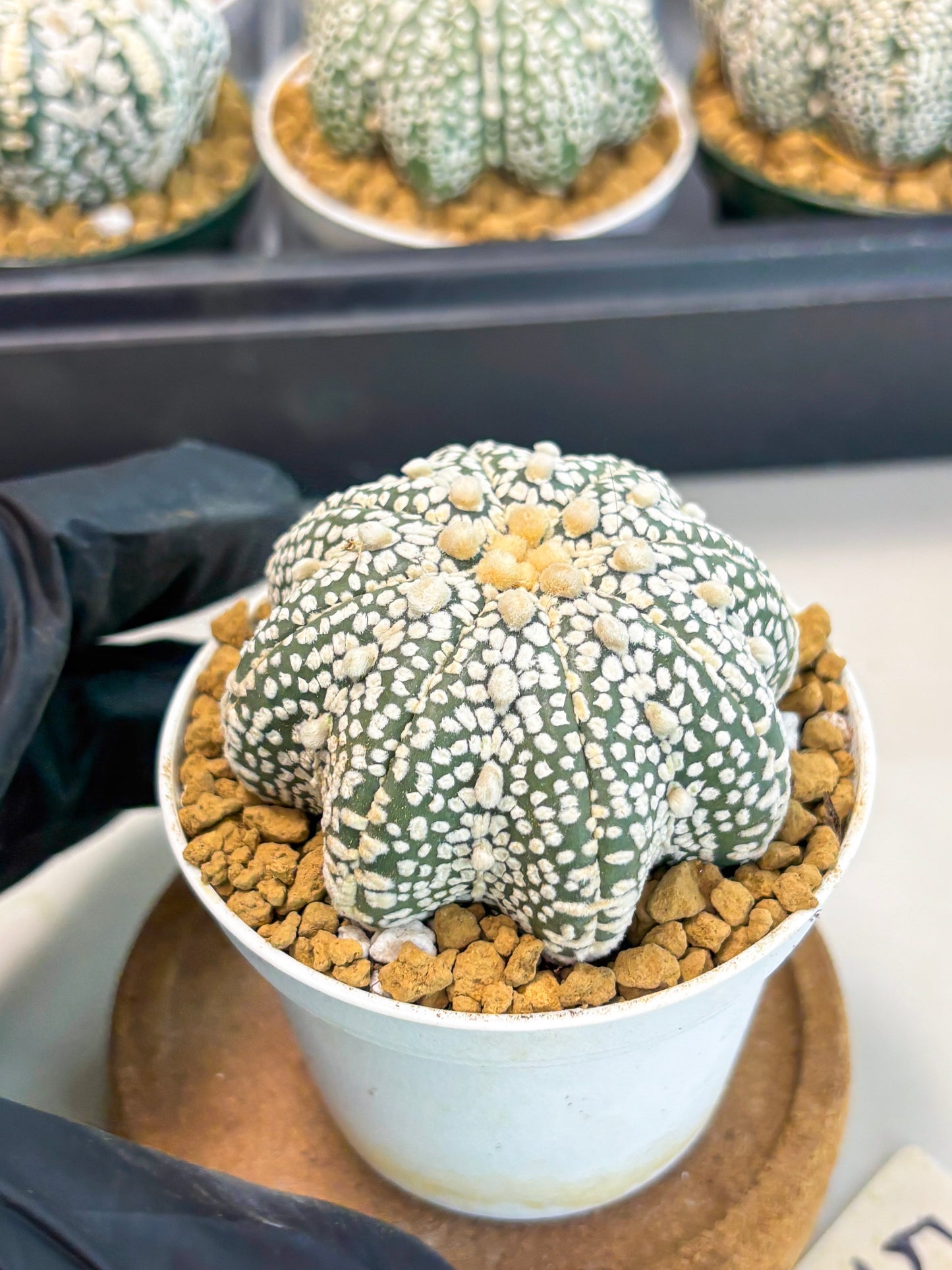Astrophytum Star Shape (at2) (y5) | Rare Cactus